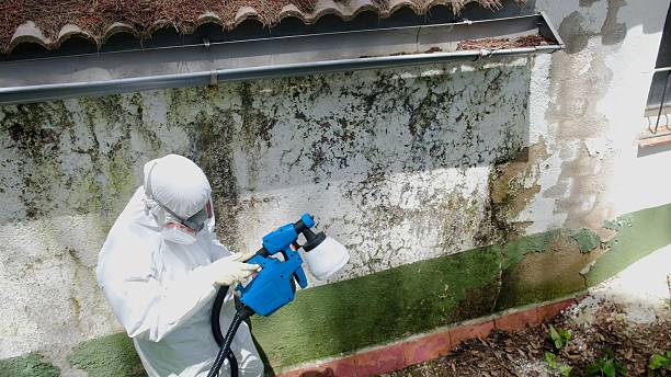Top rated local Mold Remediation specialists in Conroe, TX